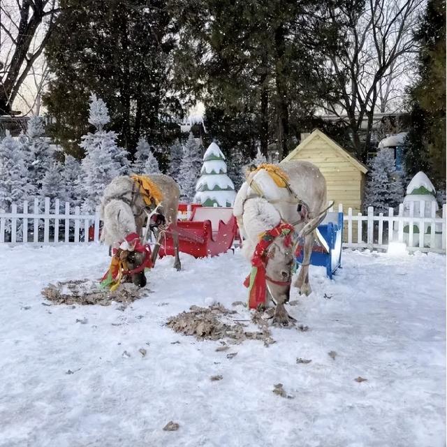 石景山游乐园冰雪音乐狂欢！零点陪你同迎2026