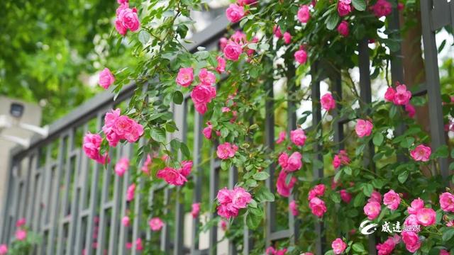 移步皆景！威远这里200多米的“花瀑布”藏不住了