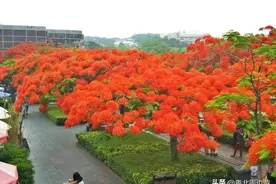 地铁直达！深圳最美公园，还可以划船，钓鱼图片