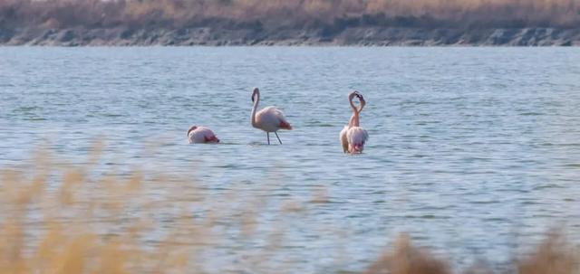 全员在岗！雪景+粉羽精灵，运城冬日限定美景你不来吗？