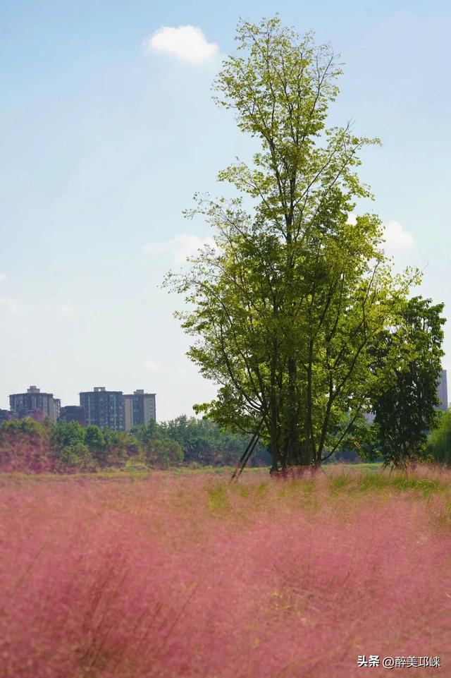 花漾邛州 | 秋日限定美景，粉黛登场！