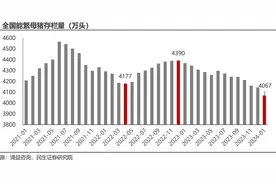 能繁母猪大降，猪周期见底，这三个猪肉股弹性很大图片