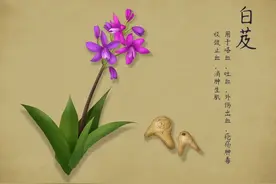 它是草药“美白仙子”，不仅能收敛止血、消肿生肌，还能美白祛斑图片