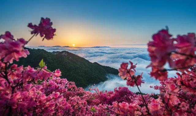 4月18日锁定龟峰山!黄英邀你花海同唱,杜鹃花期预告已送达