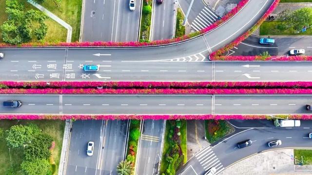 惊艳！南山60公里“空中花廊”来了~