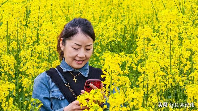 江心洲繁花似锦，油菜花海绘就春日油画