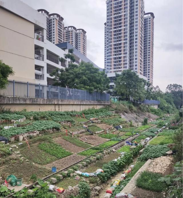 五象湖「最强景观」火了,公告成了废纸