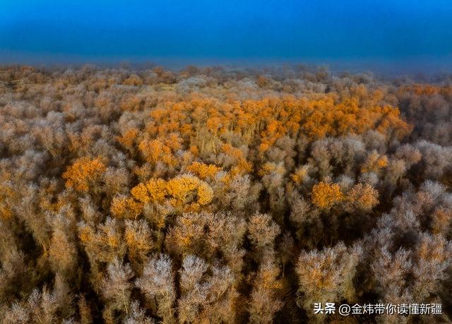 新疆轮台县：轮南胡杨林惊现雾凇奇观