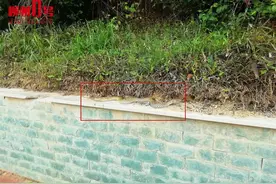 不停蠕动！柳州网友在河堤边遇大黄蛇！还有破壳蛋！紧急提醒图片