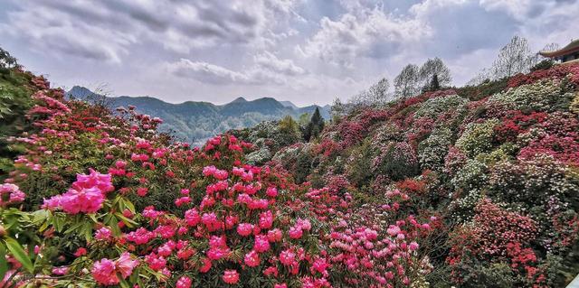 被严重低估的贵州毕节：这100多平方公里的杜鹃，不看真的会后悔