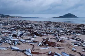 军演炸死的鱼，最后怎么处理？中国的方法引各国纷纷效仿图片