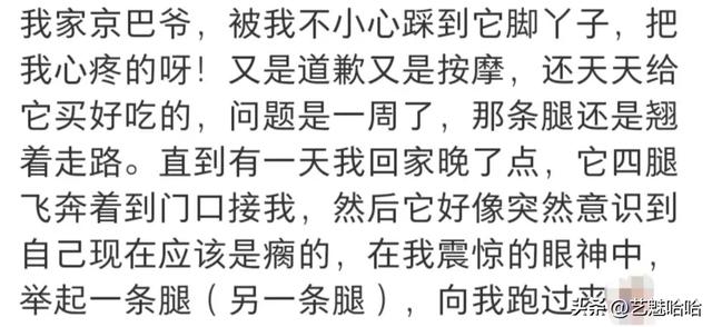 有没有被宠物智商震惊过？网友：那一刻显得我情商还没它高