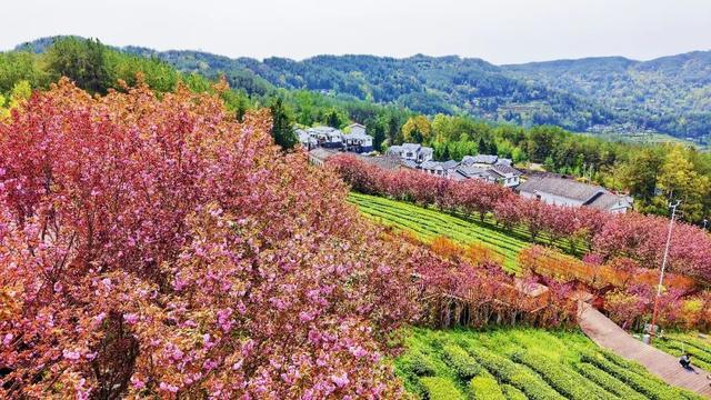 万源：赴春日之约，赏茶绿樱红