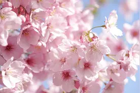 2024正缘红鸾星动的生肖，龙年桃花运最旺的生肖2024图片