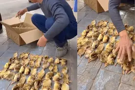 网购活体动物有风险！爷爷网购50只鸡仔无一存活图片