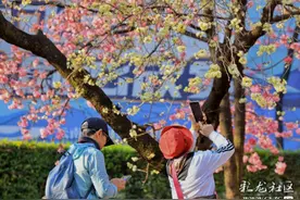 【昆明赏花必打卡】圆通山两处花海，垂丝海棠更漂亮！（附攻略）图片