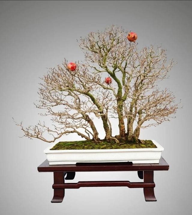 丛林盆景制作技巧｜把“微型森林”搬回家，丛林盆景这么做超简单