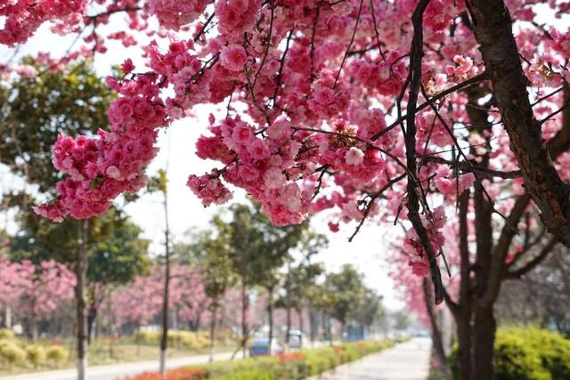 大理“金色童话”背后藏“秘密”