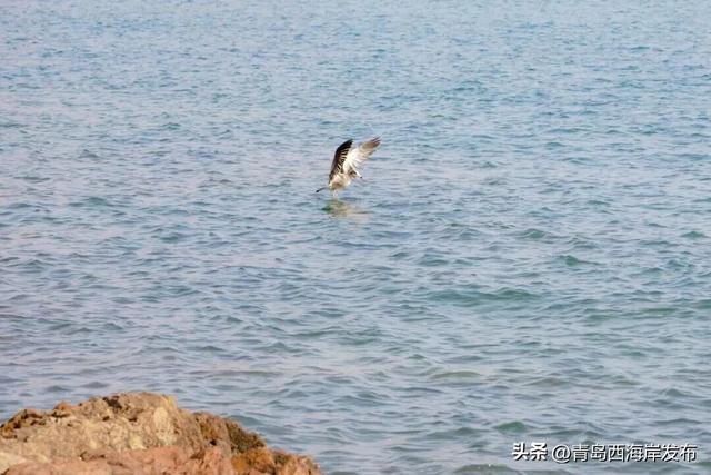 “鸥”耶！西海岸来了一批“老朋友”！