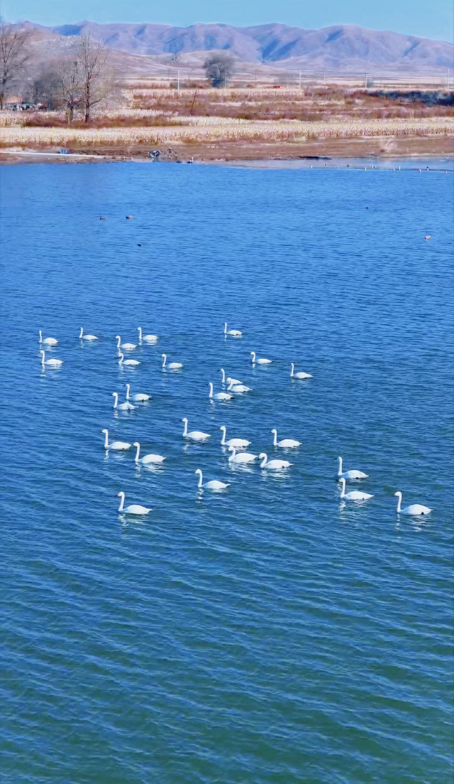 天鹅组团打卡 水库美成冬日童话