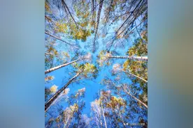 手机拍照4个建议，改正错误，手机摄影更好看，新手一看就会图片