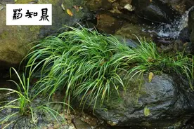 石菖蒲——高清鉴定图（全方位展示正品、混伪品）图片