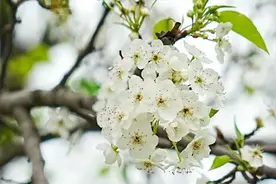 梨花一枝春带雨，7首梨花古诗词，邂逅一场绝美梨花图片
