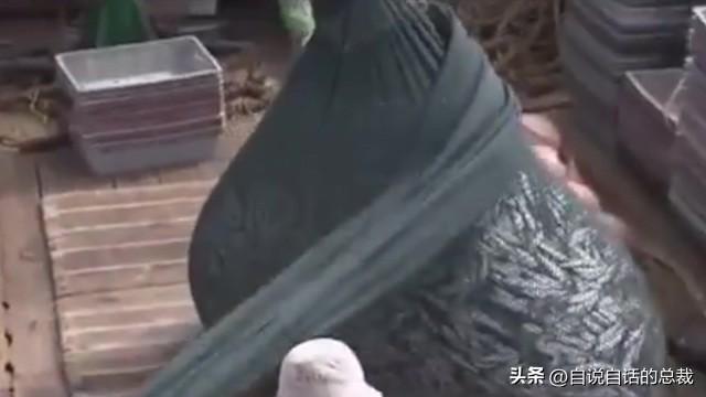 花胶 新胶 2025年花胶是新胶好还是老胶好