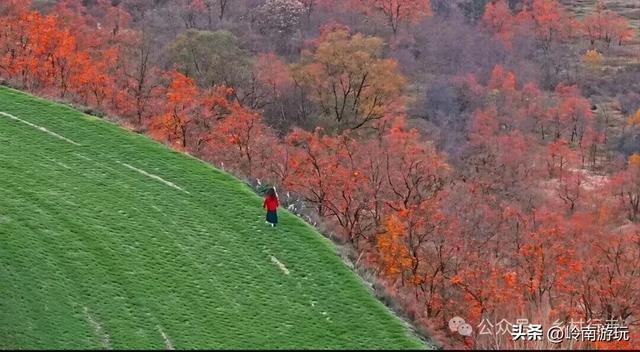从西安出发2小时，打卡彬州罗店村柿子林，吃当地美食看台塬风景