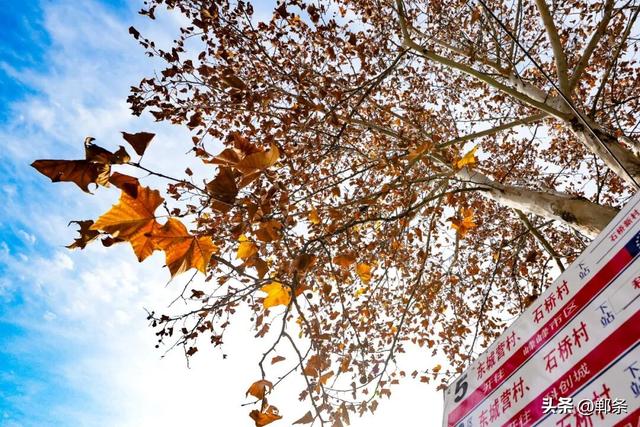 邯郸冀南新区：初冬美景入画来