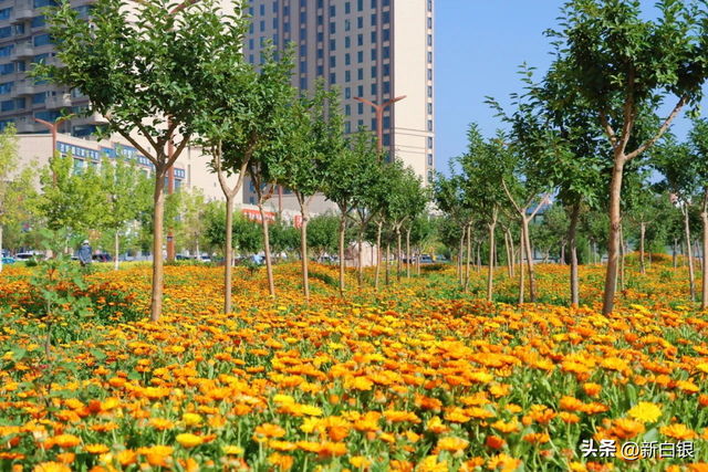白银的夏天 原来可以这么带感