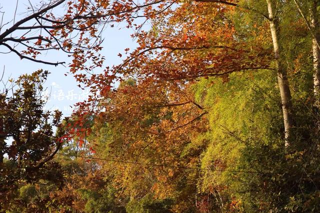 浙江宁波的桃源秘境，古枫香扼守村口成迎客盛景，玻璃栈道更好玩
