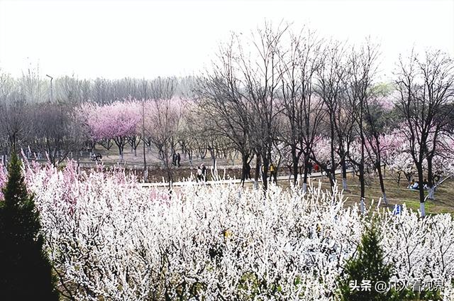 桃花源里的旅拍时光 滹沱河北岸美丽花廊掠影