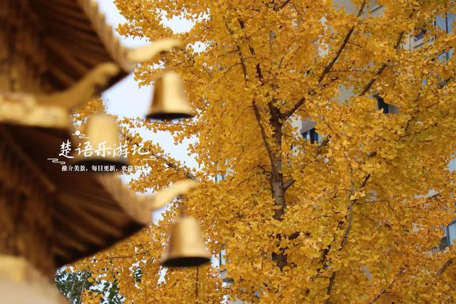 浙江宁波这座千年古寺不鸣则已，一鸣就美哭了，银杏林拍照太出片