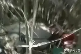 野猪拱开新坟，逝者衣服遍地都是，土葬惹争议，村民：见怪不怪图片