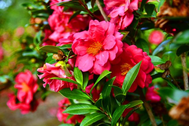 落花成茶韵！佛山卡玛缤纷花世界解锁沉浸式养生体验，干茶花变身冬日新宠
