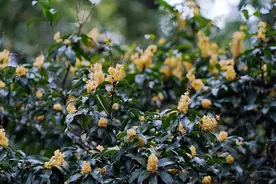 国庆假期赏桂好去处 杭州植物园桂花大面积开放图片