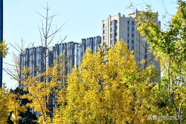 限定上新！大兴的秋景一眼心动🥰🥰