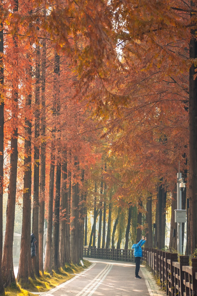 快收藏！成都秋天唯一想去N次的公园，小众超出片，就在郫都区！