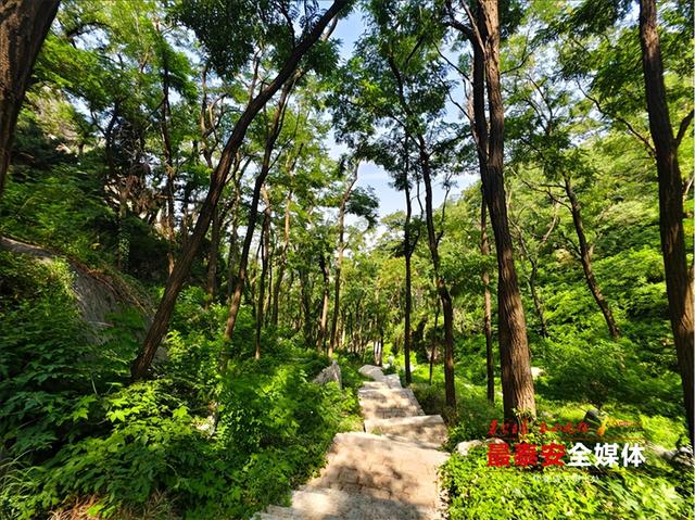 青绿泰山 清凉一夏丨来泰山东御道，闯入绿野仙踪，把童话里的清凉揣进夏天