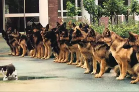 警犬也有期末考试！​图片