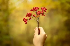 生姜水洗发真的可以防止脱发，生发，白发变黑吗？图片