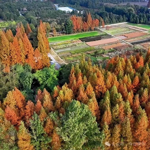出片率100%！为崇州这些高颜值路连发三天朋友圈！