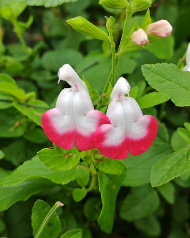 繁花似锦的秋天