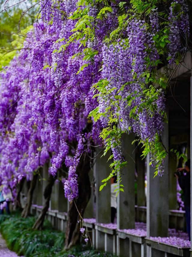 杭州春日“绝绝紫”瀑布已上线！