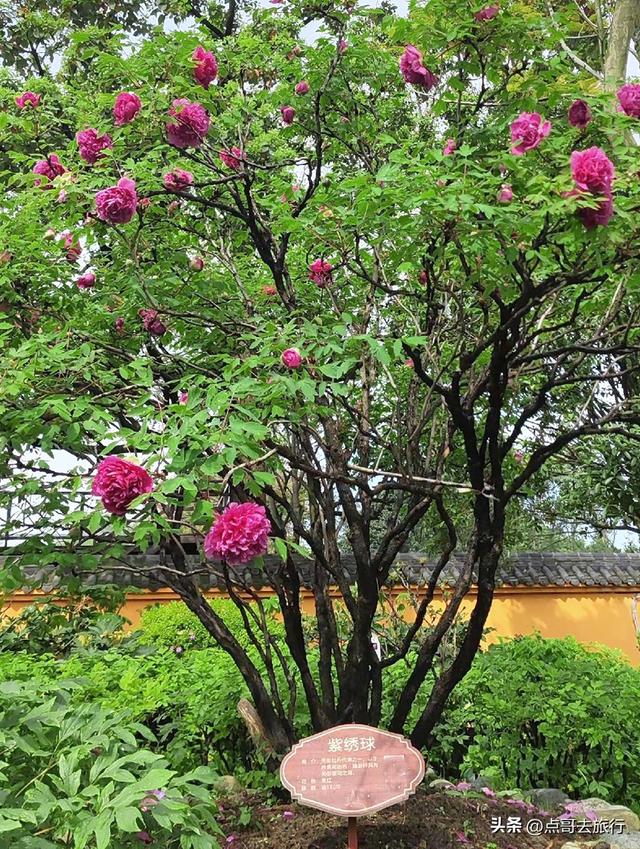 成都20000株牡丹惊艳盛放，华丽与黄墙相映，不愧是顶流赏花地！