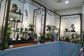 来西流湖公园 露营观枫赏盆景图片