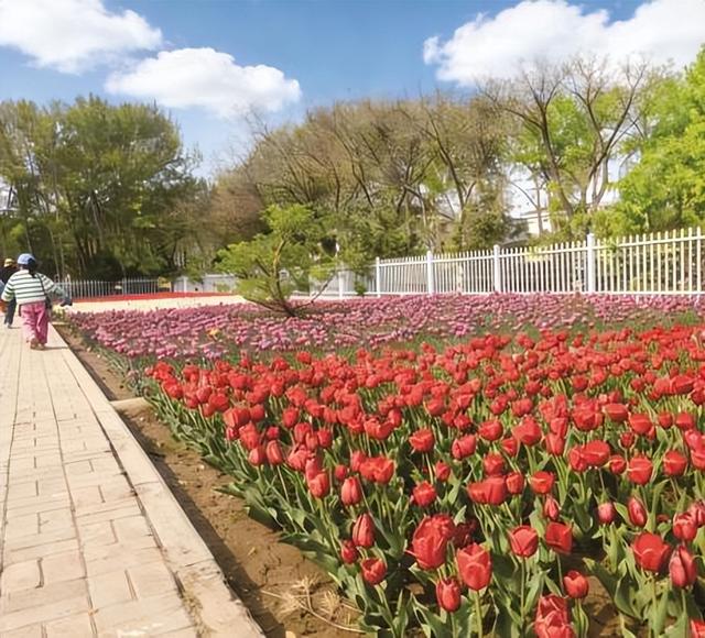 一园一景一花事花漾 银川这份赏花月历让你从春“美”到秋