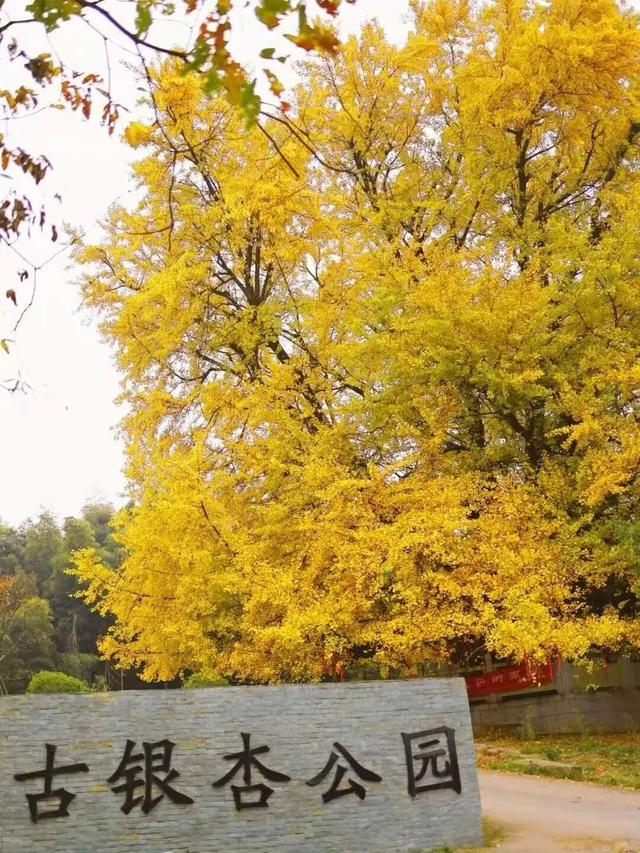 开篇暴击：九江秋季 “顶流” 集结，颜值巅峰已在路上！