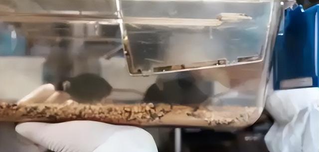 送动物上天不只为探路！小小"航天员"，帮人类找星际生存答案